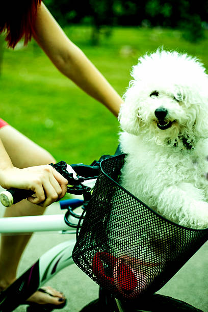 istock Beautiful small dog in bicycle basket 588266320