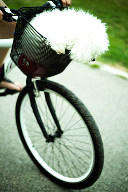 istock Small white dog ride in a basket on a bike 588266384