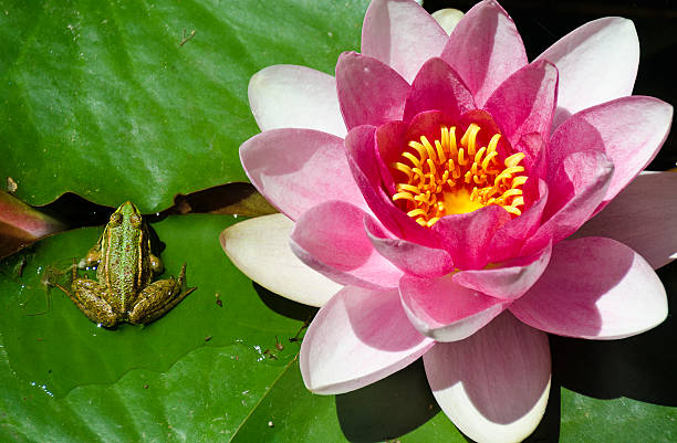istock pink pond lily and green frog 588266452