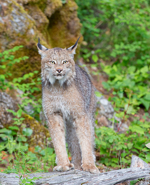 Canadian lynx vertical, isolated stock photo