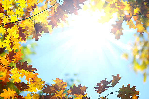 follaje de otoño  - autumn oak tree sun fotografías e imágenes de stock