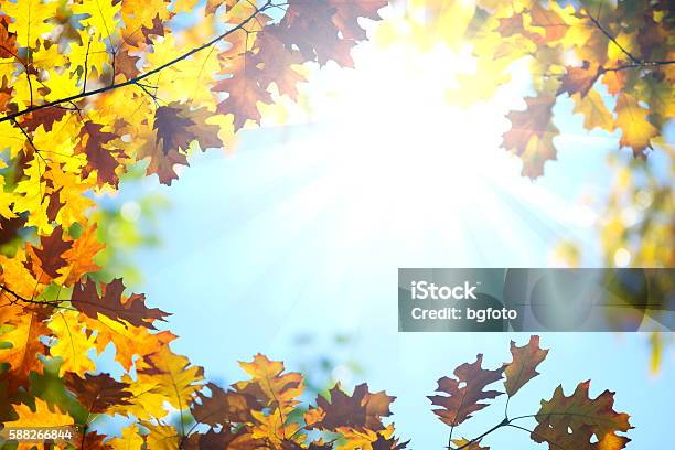 Autumn Foliage Stock Photo - Download Image Now - September, Backgrounds, Leaf