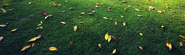 istock Autumn at the morning park 588266884