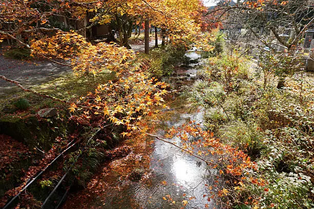 Fall foliage in Koyasan,Japan