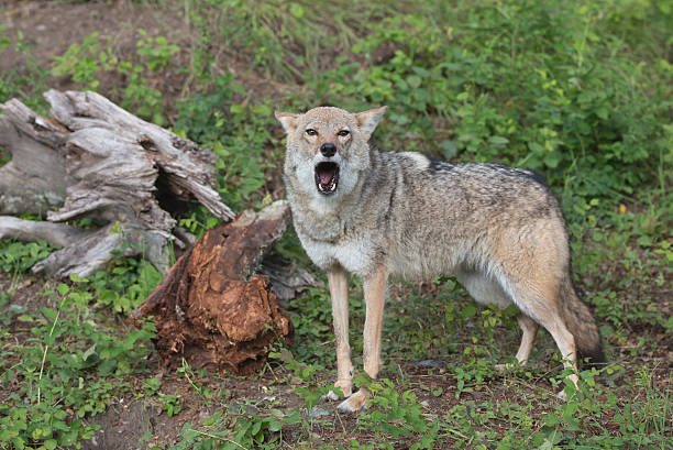 Howling Predator 330+ Howling Coyote Photos Stock Photos, Pictures & Royalty-Free Images ...