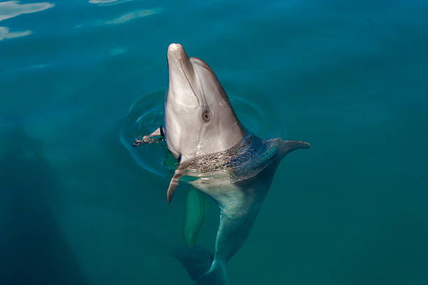 istock Dolphin playing in the sea 588267868