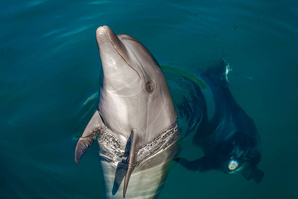 istock Dolphin playing in the sea 588267898