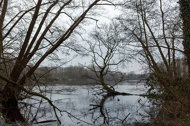 Bizarre Trees at Lake De Witt /  Nettetal