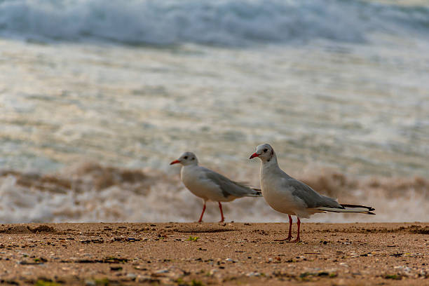 のビーチとかもめ - wildlife australia wing cityscape ストックフォトと画像