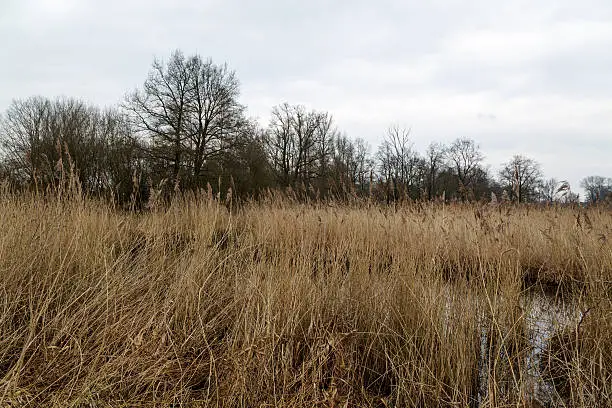 Reed in Nature Reserve at Lake De Witt / Nettetal