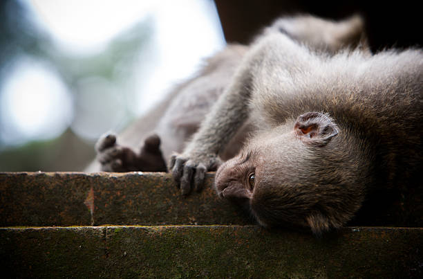 Lazy Monkey Stock Photo - Download Image Now - Adventure, Animal, Animal Hair - iStock Lazy Monkey Stock Photo - Download Image Now - Adventure, Animal, Animal Hair - iStock