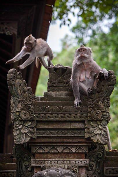 istock monkeys in the temple 588270222