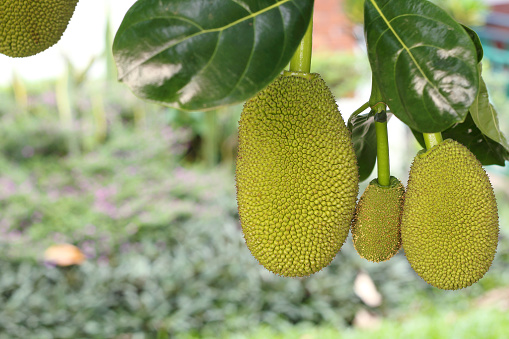 Young green jackfruits