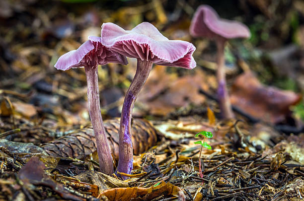 Inedible fungus grows in forests Central Europe, Laccaria amethystina