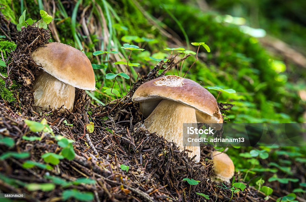 Boletus edulis Edible mushrooms with excellent taste, Boletus edulis Art Stock Photo