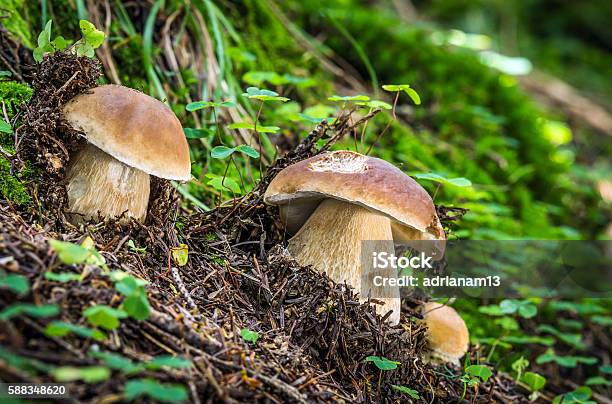 Boletus Edulis Stock Photo - Download Image Now - Art, Art And Craft, Autumn