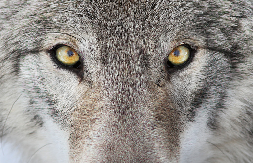 Alpha male timber wolf in winter