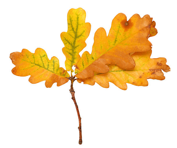 istock Branch with yellow autumn oak leaves isolated on white background 588349710