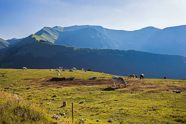 istock Cows and horses grazing 588350288