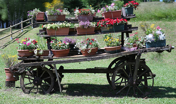 very old wooden cart festooned with many pots of flowers in the meadow in the mountains
