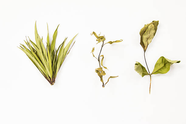 Collection of dried leaves  branch on white background, top view.