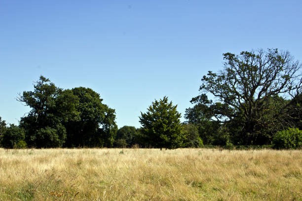 istock Tree Landscape with Blue Sky and Meadow 588351770