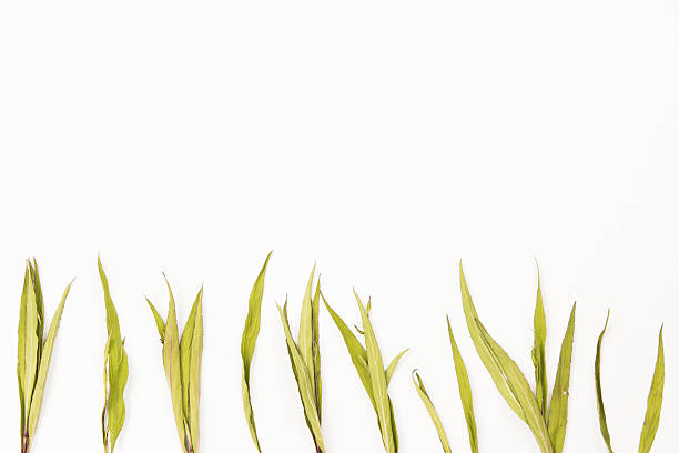 istock Collection of dried leaves 588351772