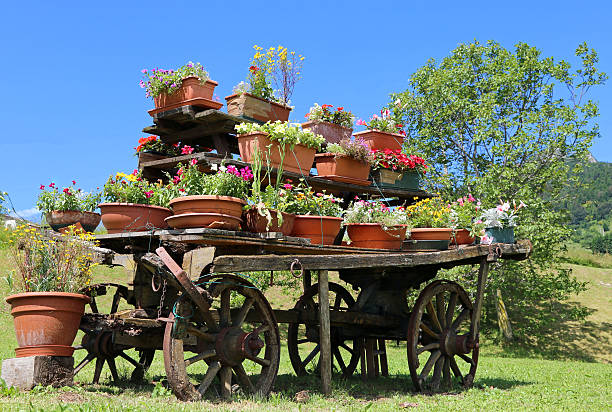 very old wooden cart decorated with many pots of flowers in the meadow in the mountains