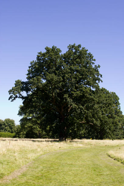 istock Tree Landscape with Blue Sky and Meadow 588353188