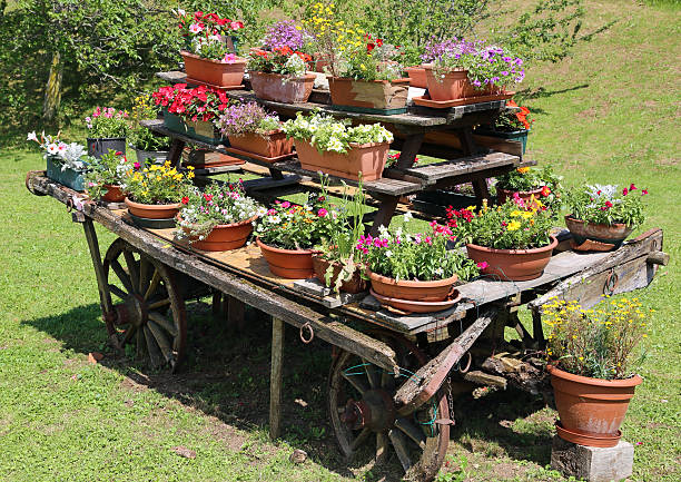 very old wooden cart decorated with many pots of flowers in the meadow