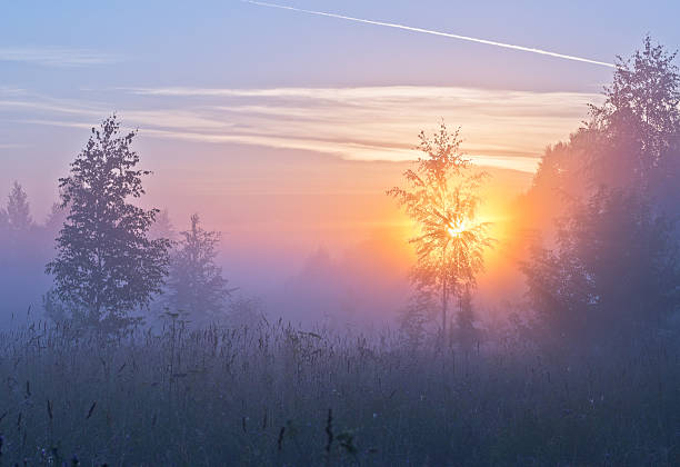 istock Sun's rays in fog through branches of tree. 588353846