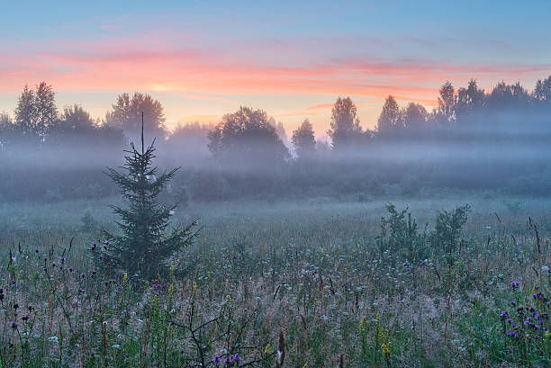istock Layers of mist in the field at dawn before sunrise. 588354034