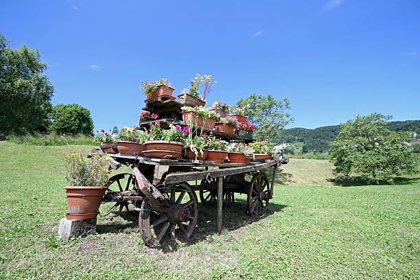 very old wooden cart festooned with many pots of flowers in the meadow in the mountains