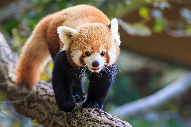 Red Panda stock photo