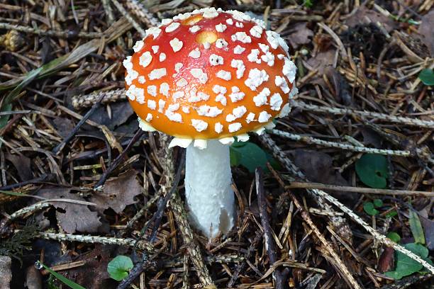 istock Amanita muscaria 588354786