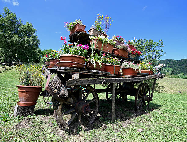 many pots of flowers in the meadow on the old wagon