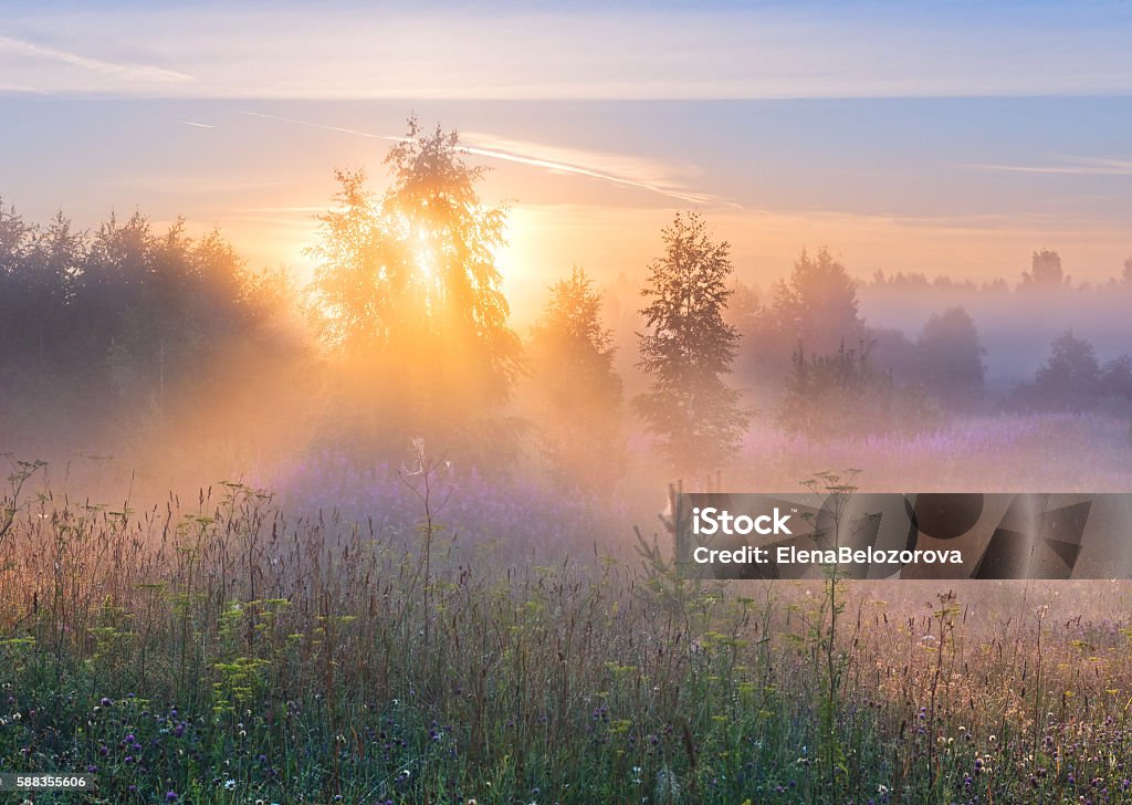 Sun's rays in fog through branches of tree. Foggy summer morning in a field of idyllic landscape in soft pink and serenity tones. Fog Stock Photo