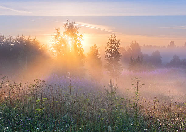Sun's rays in fog through branches of tree. Foggy summer morning in a field of idyllic landscape in soft pink and serenity tones. flower dew stock pictures, royalty-free photos & images