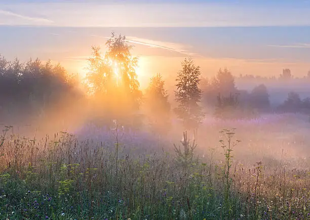 Foggy summer morning in a field of idyllic landscape in soft pink and serenity tones.