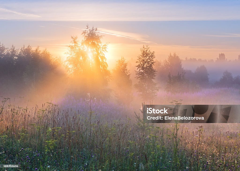 Raios solares na neblina através de galhos de árvores. - Foto de stock de Nevoeiro royalty-free