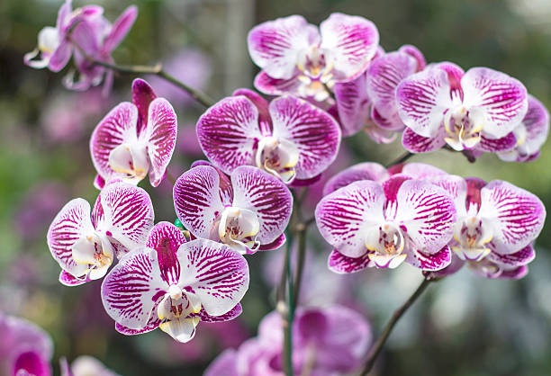 istock Thailand colorful orchids 588356038