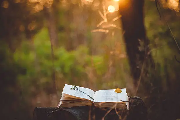 Poetry book under tree and blurs of summer sunset background