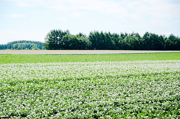 istock Field in Autumn, Eastern Hokkaido 588356518