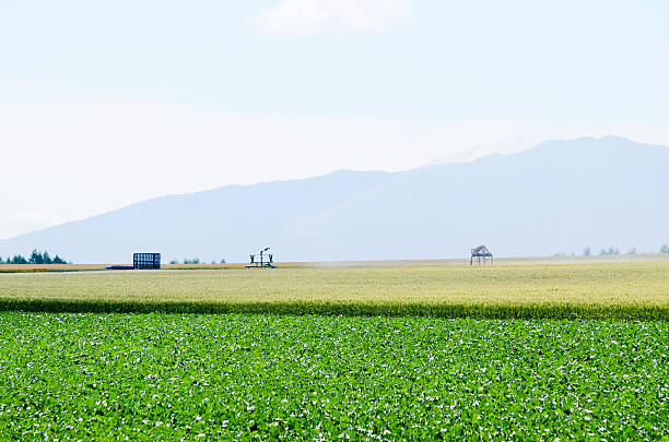 istock Field in Autumn, Eastern Hokkaido 588356606