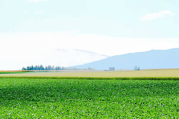 istock Field in Autumn, Eastern Hokkaido 588356668