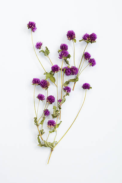 istock Dried purple flower 588357294
