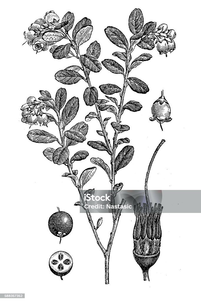 Lingonberry or cowberry (Vaccinium vitis idaea) Illustration of a Lingonberry or cowberry (Vaccinium vitis idaea) Lingonberry stock illustration