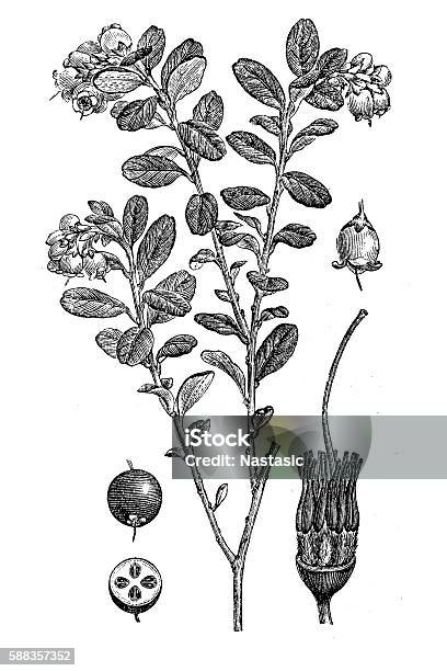 Lingonberry Or Cowberry Stock Illustration - Download Image Now - Lingonberry, Illustration, Cranberry