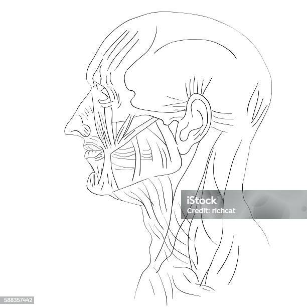 Ilustración de Vista Lateral De Los Músculos De La Cabeza y más Vectores Libres de Derechos de Anatomía - Anatomía, Dibujo, Musculoso - iStock Ilustración de Vista Lateral De Los Músculos De La Cabeza y más Vectores Libres de Derechos de Anatomía - Anatomía, Dibujo, Musculoso - iStock