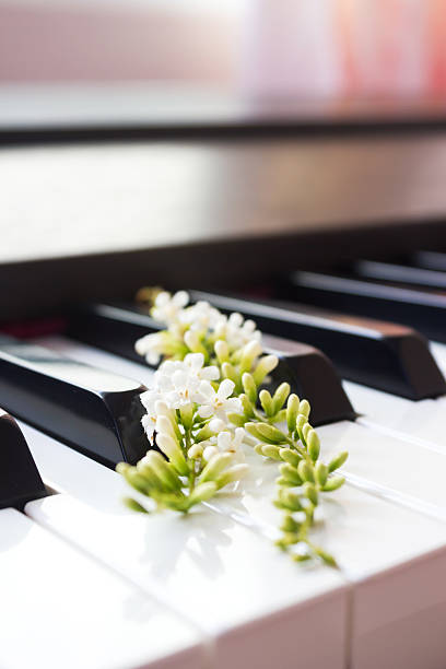 istock Fiddle Wood flower on piano key. 588357556